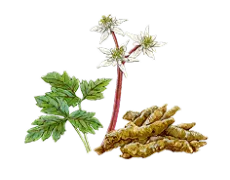 オウレンエキス画像