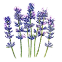 ラバンジン画像